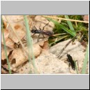 Priocnemis perturbator - Wegwespe 001a 7-10mm Paerchen - Sandgrube Niedringhaussee-det.jpg